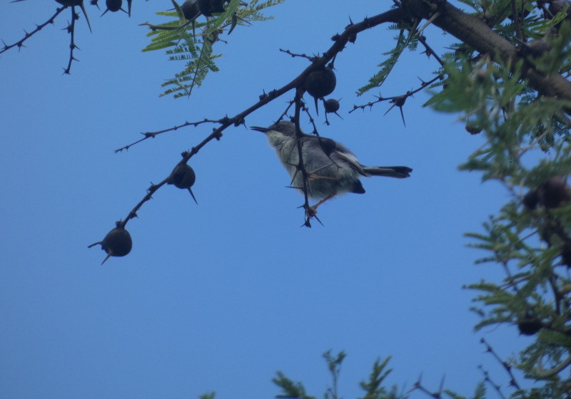 21-Day Uganda and Rwanda Birding Safari