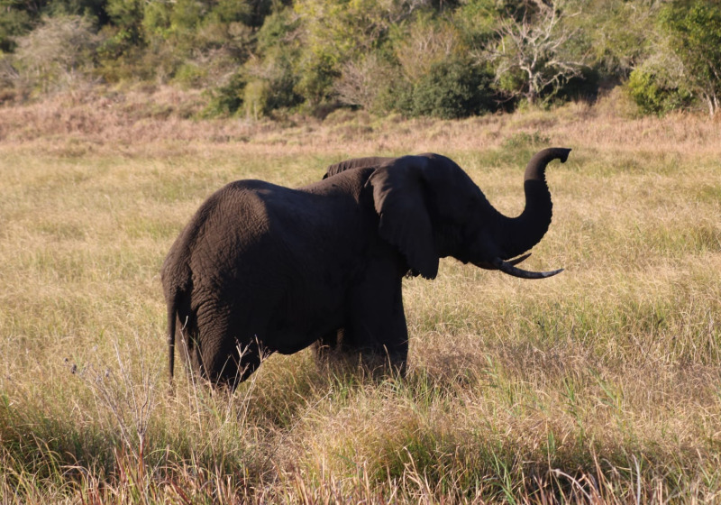 1-Day Maputo National Park Birding and Wildlife Safari with Simba Munyambo