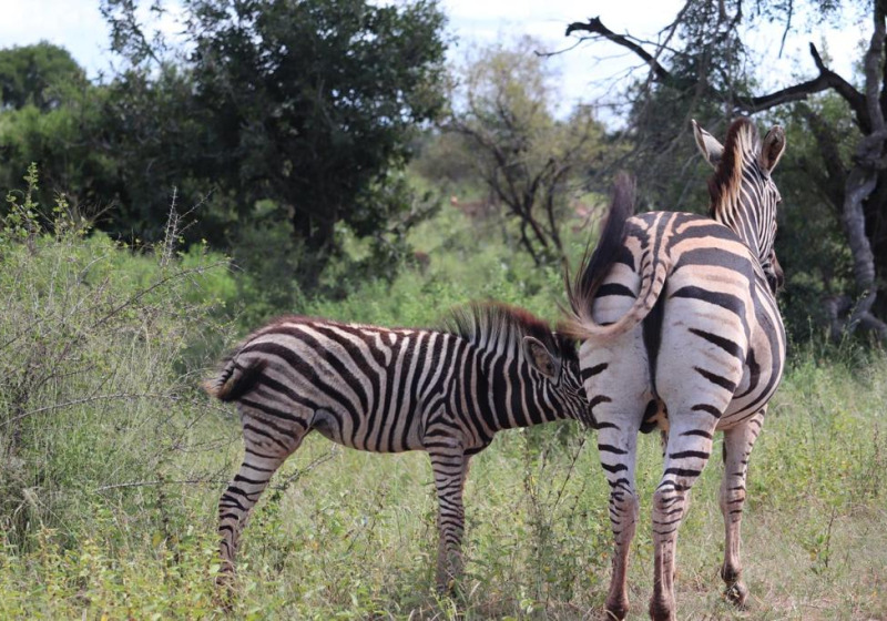 2-Day Maputo National Park Bush, Beach and Birding Safari with Simba Munyambo