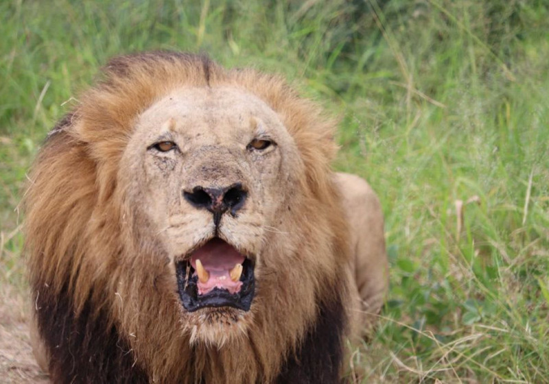 Full-Day Kruger Birding and Wildlife Safari from Maputo with Simba Munyambo