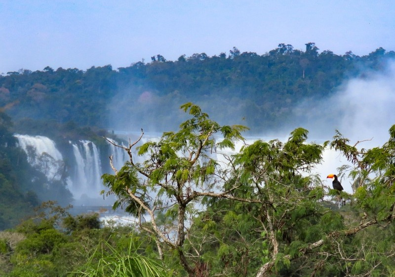 Iguazú Falls Birding Tour