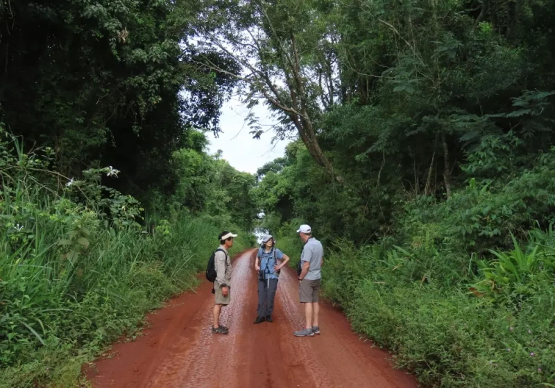 Route 101 Atlantic Forest Birding Tour