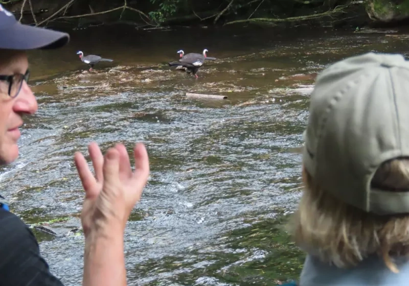 Urugua-í Provincial Park Birding Tour