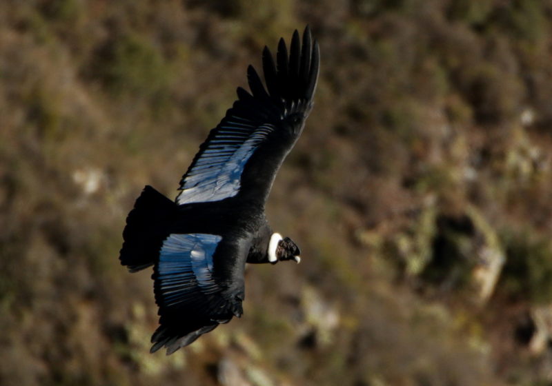 Condors and Andean Birds - Extended Full Day