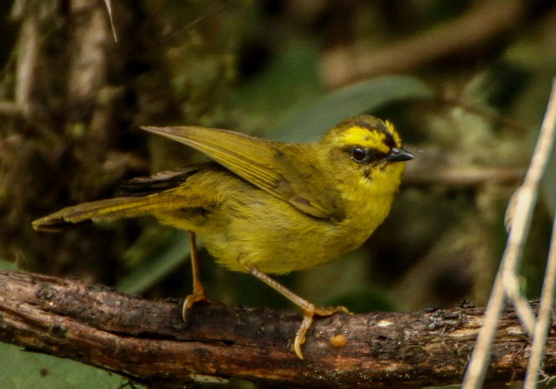 Abra Malaga Birdwatching - Full Day