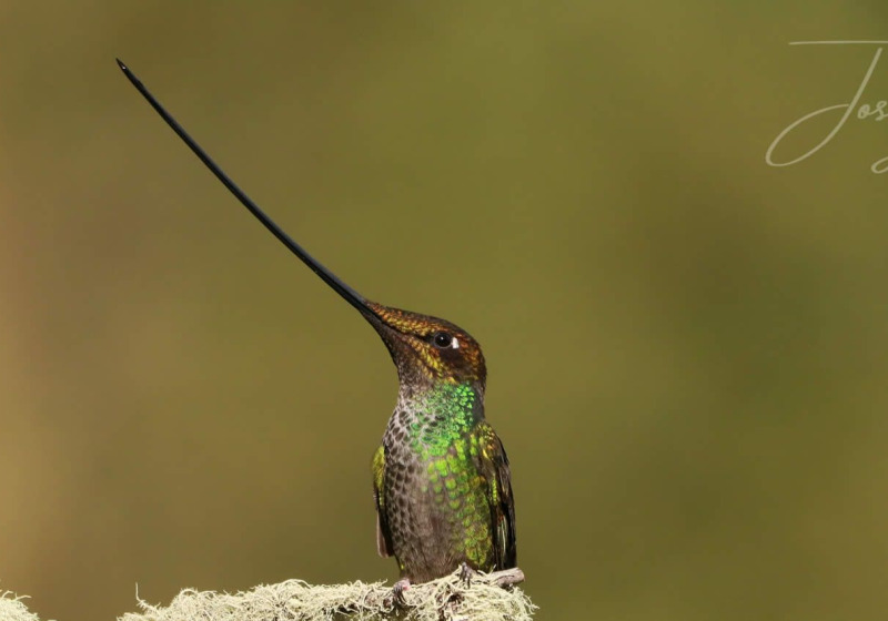 Sacred Valley Hummingbirds, Endemics and Wetlands - Extended Half Day