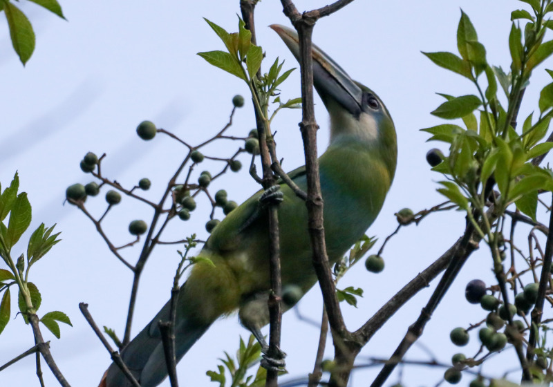 Manu Road and Cusco Birding - 7 Days