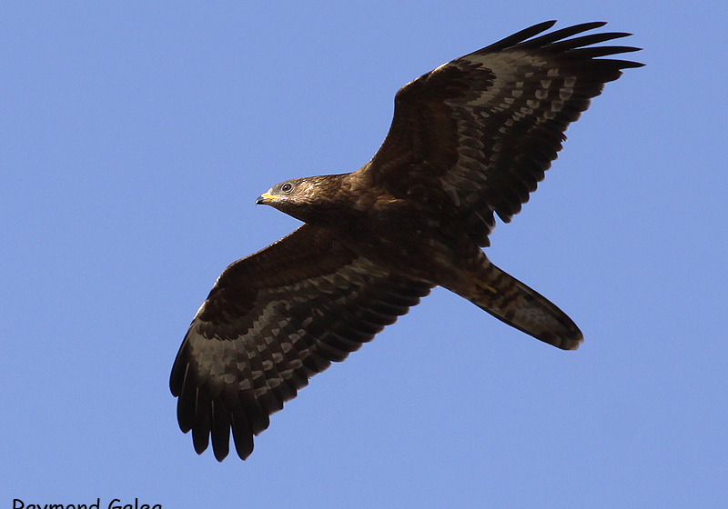 Private Malta Birdwatching with Raymond Galea