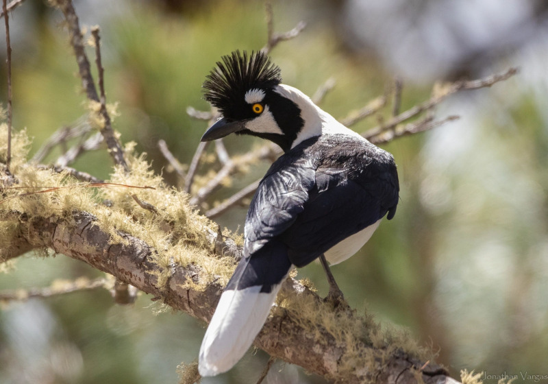 Western Mexico: San Blas Birding Expedition