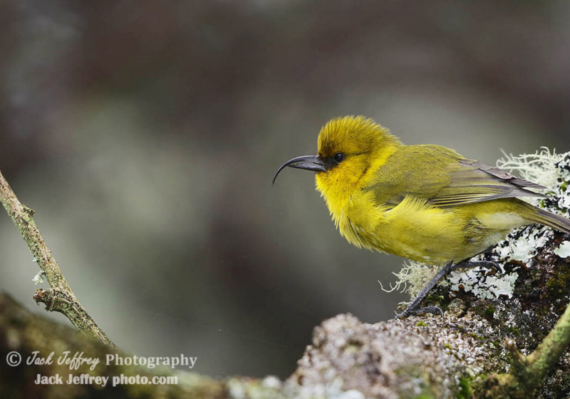 Hakalau Forest Native Birds Day Tour with Jack Jeffrey