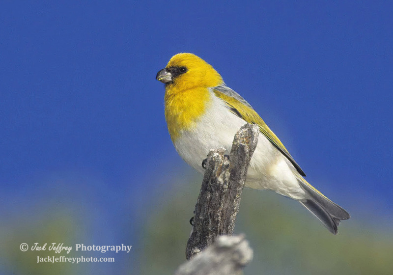 Palila Discovery Trail Birding Day Tour with Jack Jeffrey