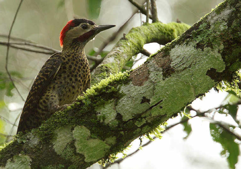 Brazil Pantanal Custom Birding Tour with Guy Cox