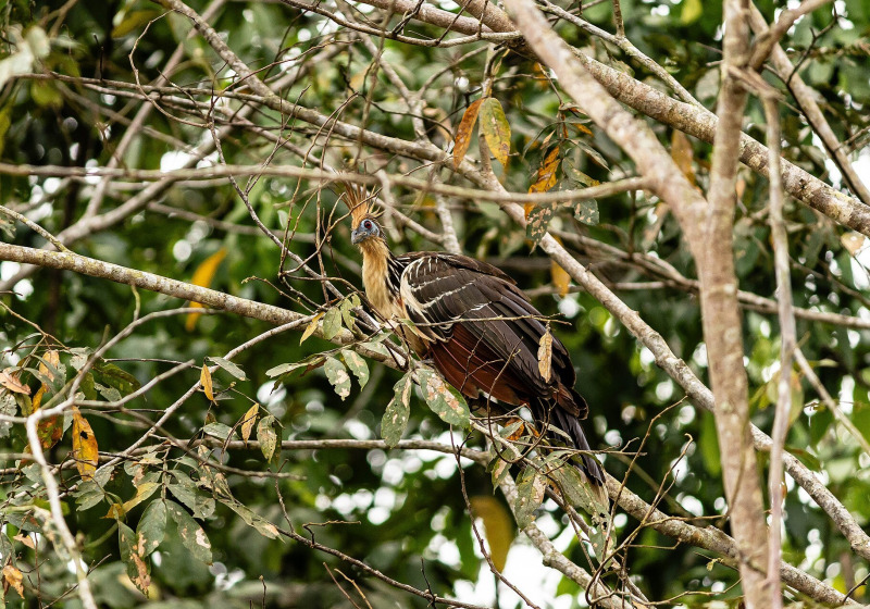 Puerto Narino Amazon Birding Route with Otto Valerio