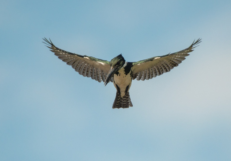 Amazon River Islands Birding Route with Amazonas Birding