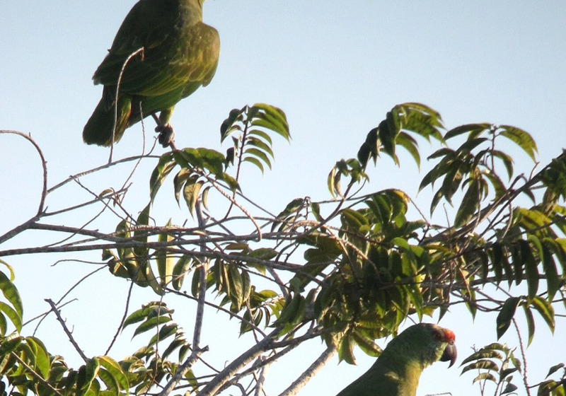 Amazon Bird Lodge Birding Stay with Otto Valerio