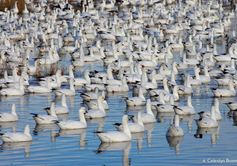 Winter in New Mexico Birding Tour with Kim Score