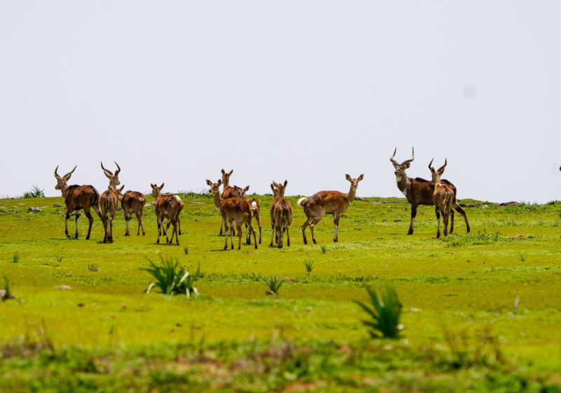 16-Day Highlights of Ethiopia Birdwatching Expedition with Awel Sultan