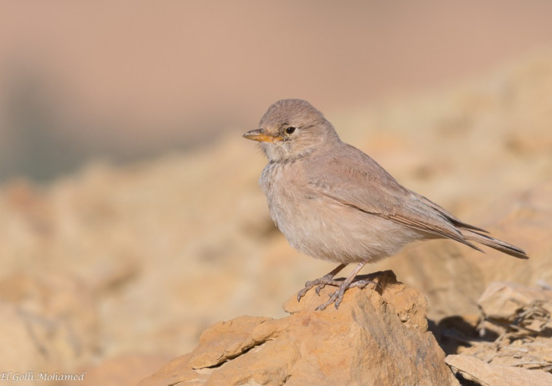 Tunisia Sunny Winter Desert and Djerba Birding Tour