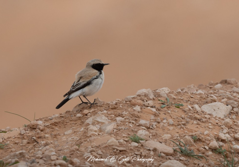 Tunisia Spring Desert and Migration Birding Tour