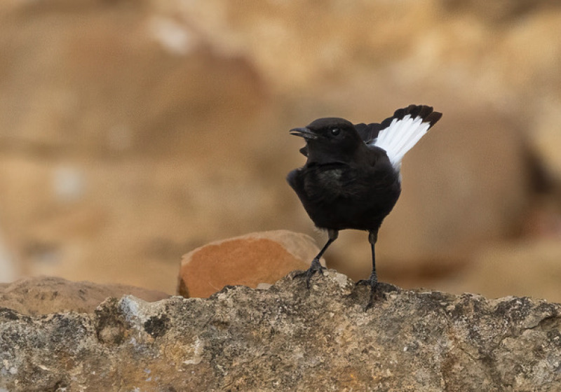 One-Day Tunis Wetlands, Grasslands and Zaghouan Birding Trip