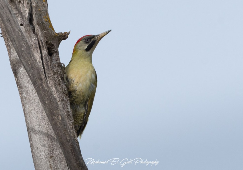 One-Day Cork Oak Forest Birding Tour in Northern Tunisia