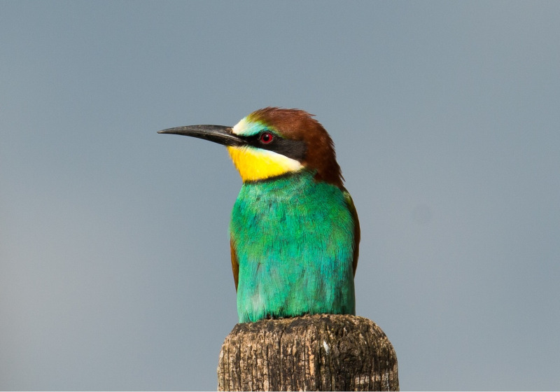 Spring Birding Tour in Hungary