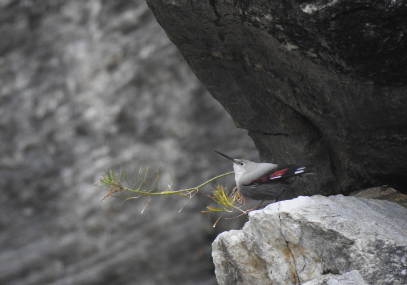 Early Spring Birdwatching Tour in Hungary