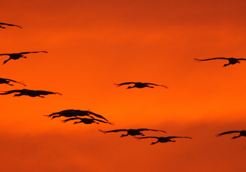 Autumn Birding Tour in Hungary