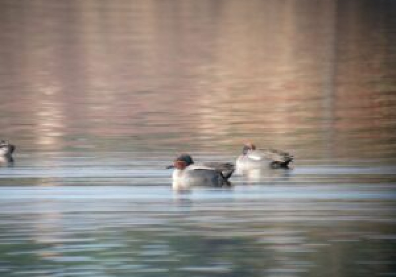 Private Venice Lagoon Birding with Marco Valtriani