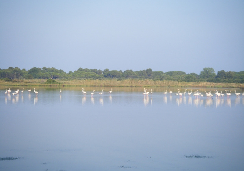 Private Po Delta Birding with Marco Valtriani