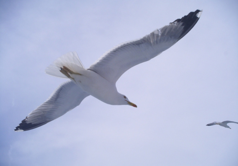 Private Tuscan Archipelago Birding with Marco Valtriani