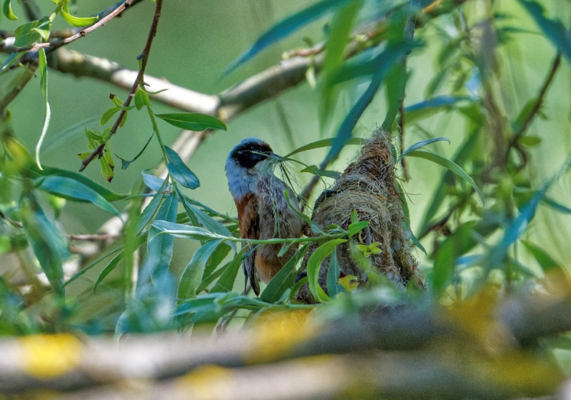 Private Pisa and Lucca Day Trip Birding with Marco Valtriani