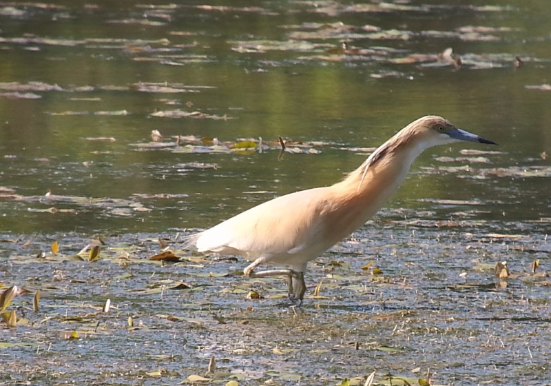 Private Florence Day Trip Birding with Marco Valtriani
