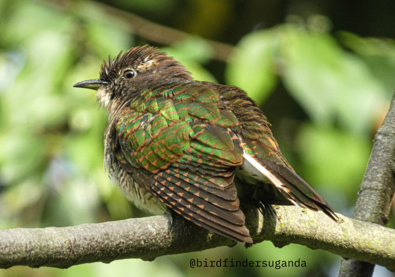 15-Day Uganda Birding and Wildlife Safari