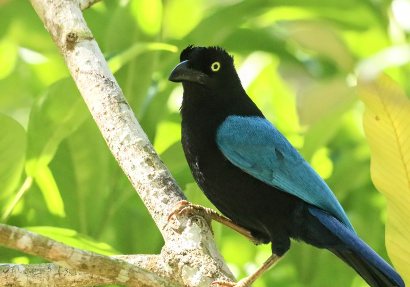 San Blas All-Inclusive Birding Experience: The Best of Western Mexico ⭐