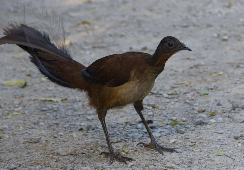 Lamington National Park Birding with Tom Tarrant