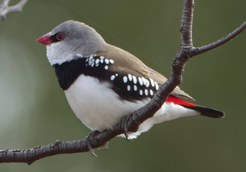 Granite Belt Birding: Girraween and Sundown National Parks