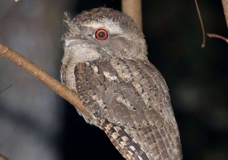 Mt Glorious Birding with Tom Tarrant