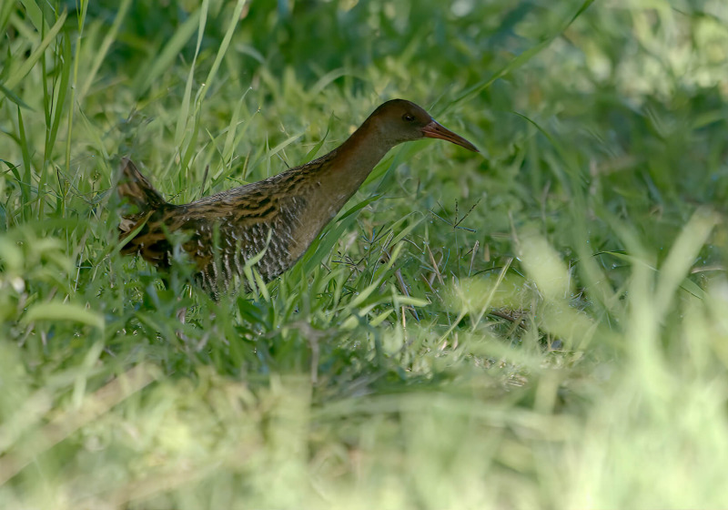 Custom Queensland Target Birding with Tom Tarrant