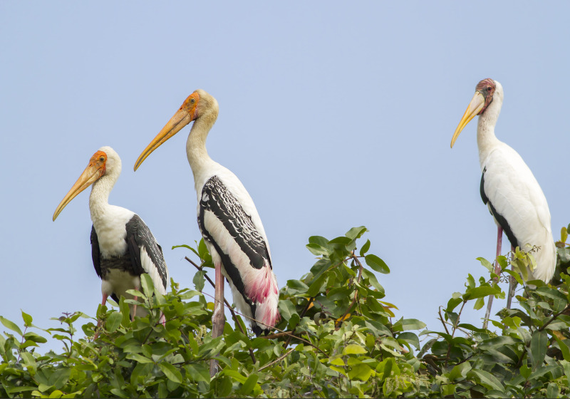 Tonle Sap Waterbirds and Floating Village Adventure