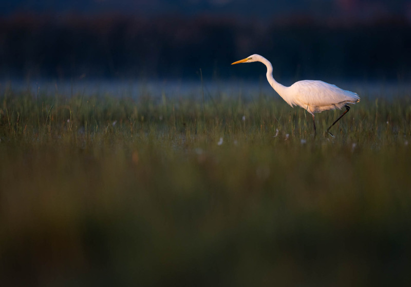 Full-Day Helsinki Region Birding Tour
