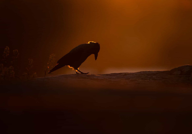 Suomenlinna Bird Photography Workshop