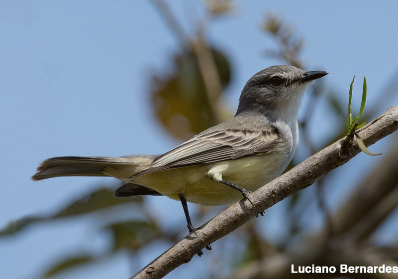Custom Brazilian Chaco Birdwatching Tour with Vitinho