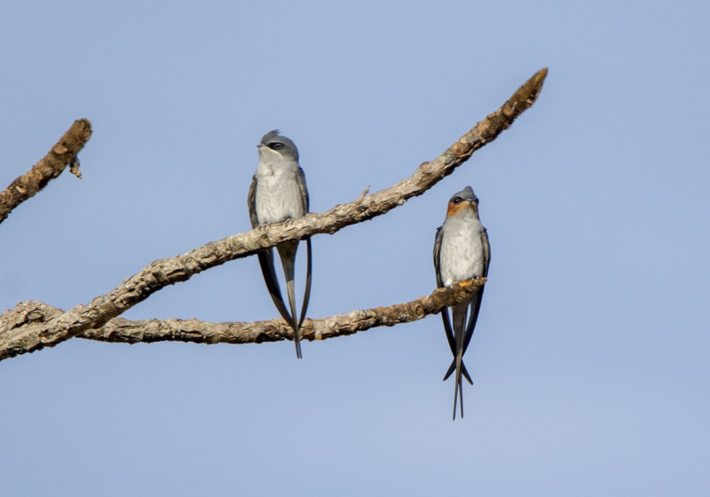Yok Don National Park Birdwatching Tour