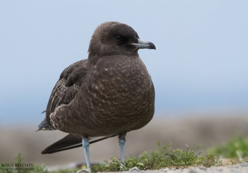 Magic of Migration Lithuania Birding Tour
