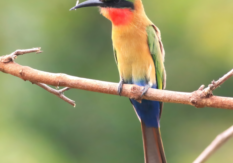 8-Day Gambia Birding and Photography Tour with Lamin Camara