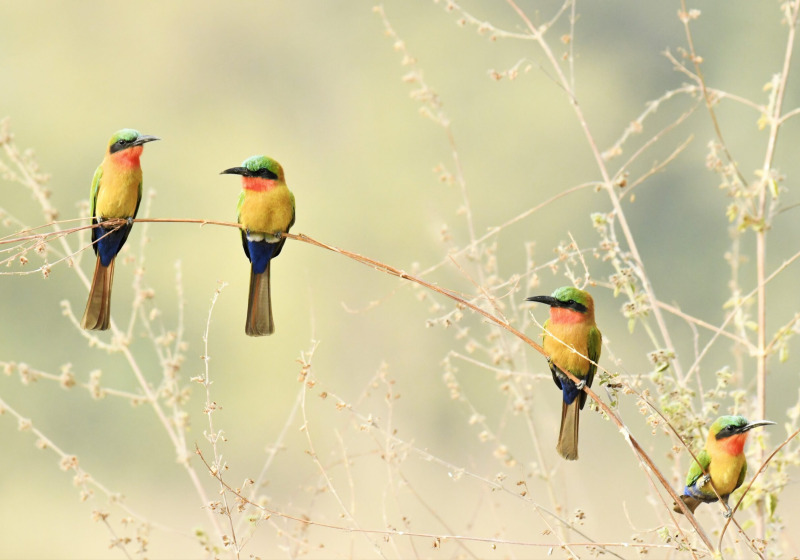 15-Day Gambia Birding and Photography Tour with Lamin Camara