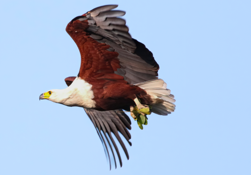 18-Day Gambia and Senegal South-East Birding Tour with Lamin Camara