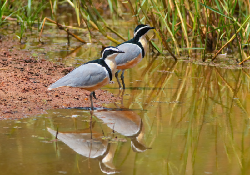 18-Day Gambia and Senegal West-Central Birding Tour with Lamin Camara