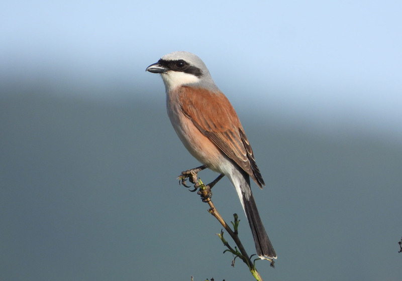 Ultimate Croatia Birding Experience